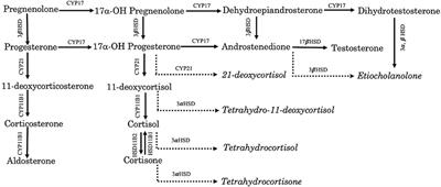 Serum steroid profiling of hepatocellular carcinoma associated with hyperadrenocorticism in dogs: A preliminary study